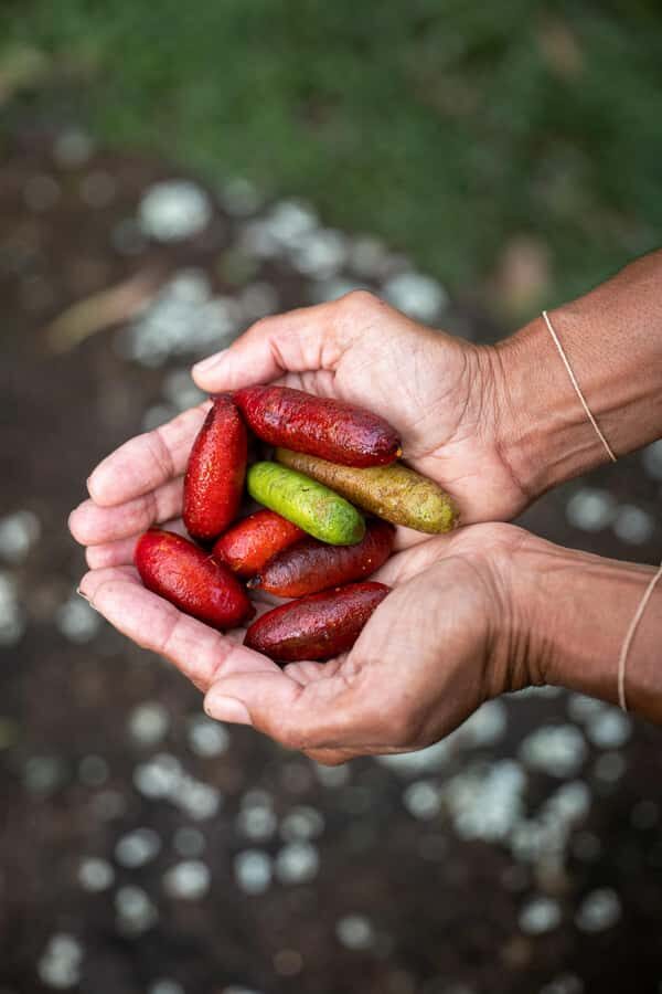 Byron Bay: Bangalow Bush Tucker Tour - Exploring the Itinerary