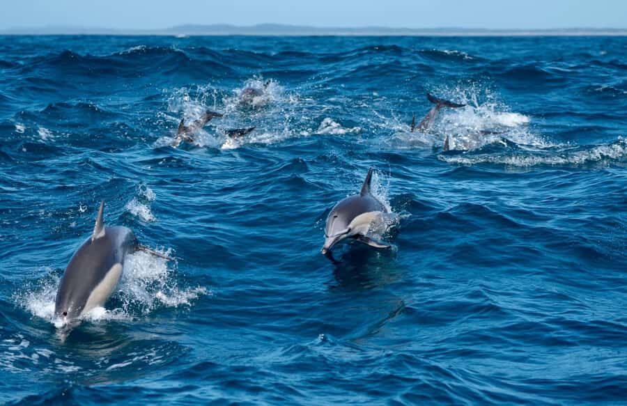 Byron Bay: Cruise with Dolphins Tour - Who Should Consider This Tour?