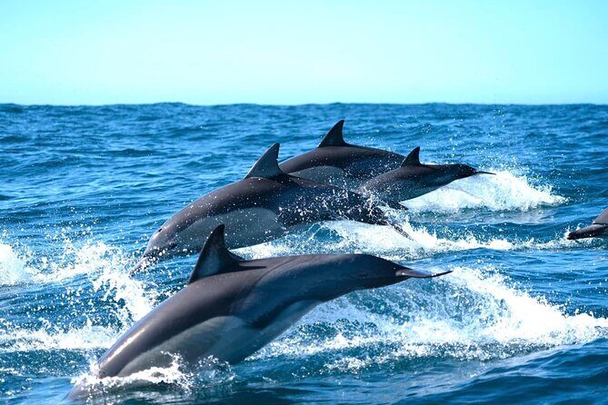 Byron Bay Dolphin Tour - Ocean Safari - What Reviewers Love