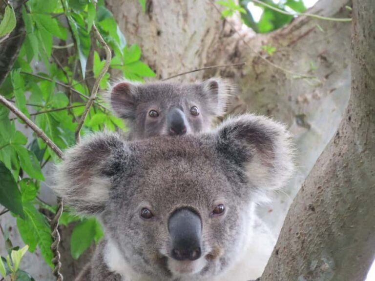 Byron Bay: Full-Day Wildlife Safari - Real Experiences: What Travelers Are Saying