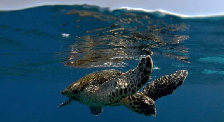 Byron Bay: Nguthungulli Julian Rocks Snorkeling Tour - Practical Details for a Smooth Adventure
