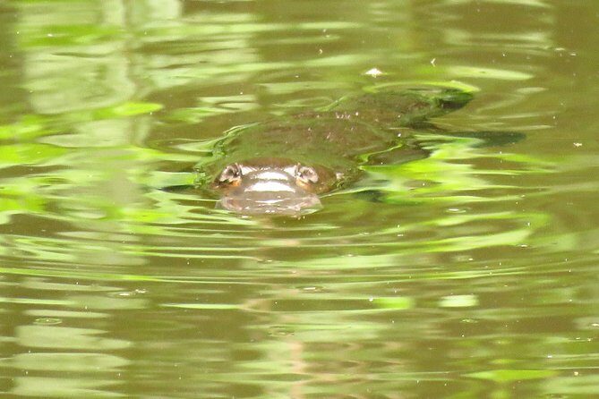 Byron Bay Platypus Walk - The Sum Up: A Unique Experience with Authentic Rewards
