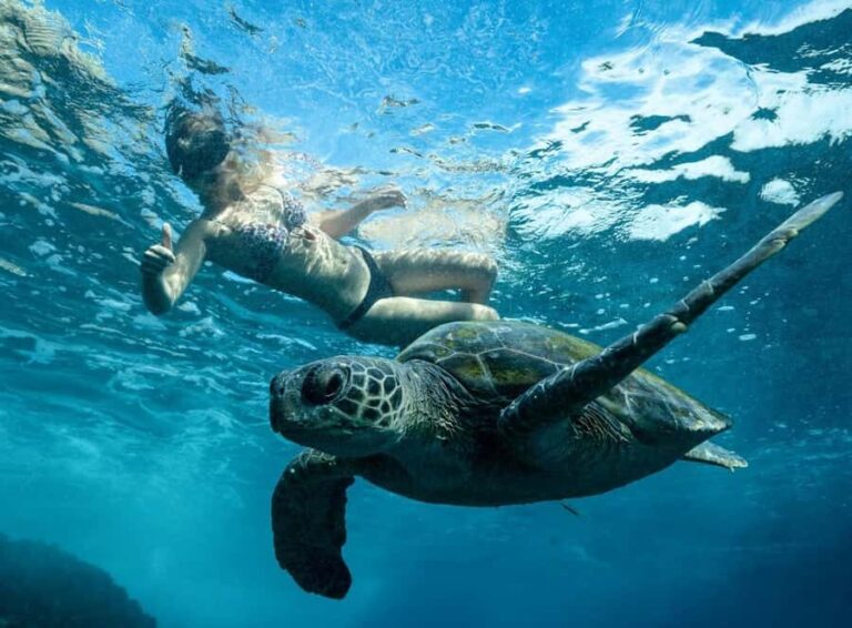 Byron Bay: Snorkeling Tour at Julian Rocks, Nguthungulli - The Price and Its Value
