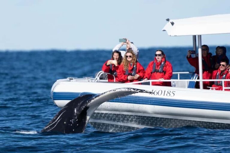 Byron Bay: Whale Watching Cruise with a Marine Biologist - The Itinerary: A Closer Look at What You’ll Experience