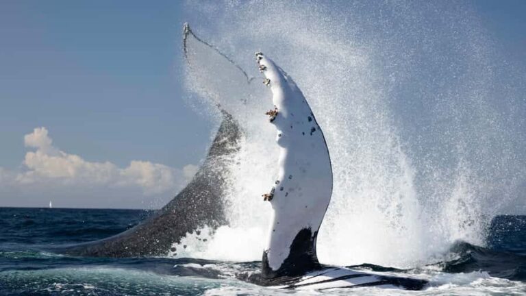 Byron Bay Whale Watching with Marine Biologist - Who Is This Tour Best For?