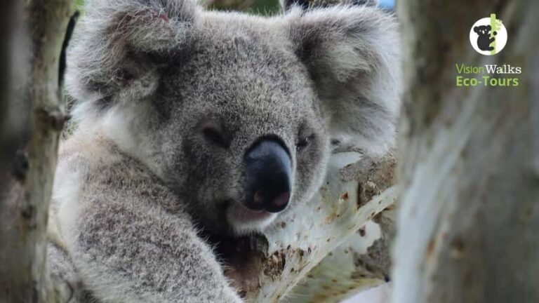 Byron Bay Wild Koala Tour - Who Will Love This Tour?