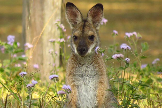 Byron Bay Wildlife Safari - What the Reviews Say