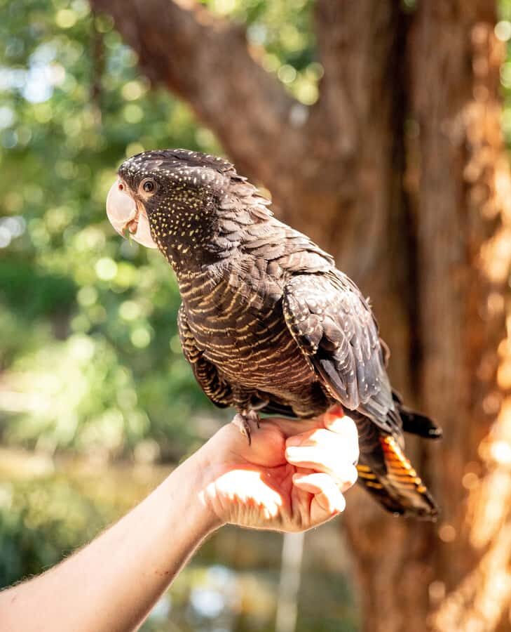 Byron Bay Wildlife Sanctuary Entry Ticket - What You Can Expect from Your Visit