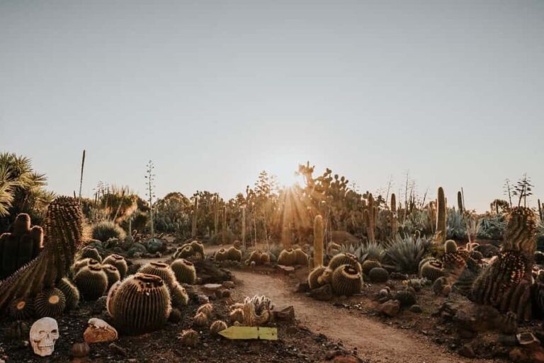 Cactus Country: Entry Ticket - Who Will Enjoy Cactus Country?