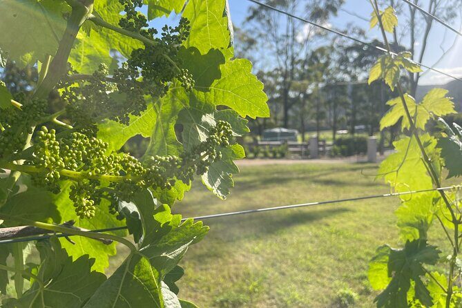 Cael's Gate Wine and Ploughmans Lunch in Hunter Valley - What to Expect from Your Visit