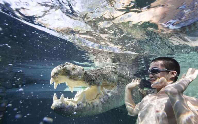 "Cage Of Death" Crocodile Swim and Entry to Crocosaurus Cove - The Value of the Experience