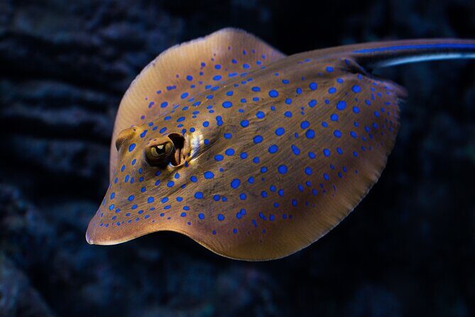 Cairns Aquarium by Twilight Tour - The Experience in Detail
