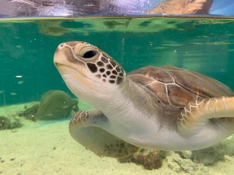 Cairns: Aquarium Entry Ticket and Turtle Rehabilitation Tour - What to Expect on the Day