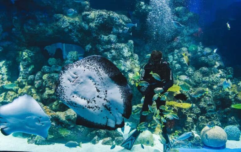 Cairns Aquarium General Admission Ticket - Value and Pricing