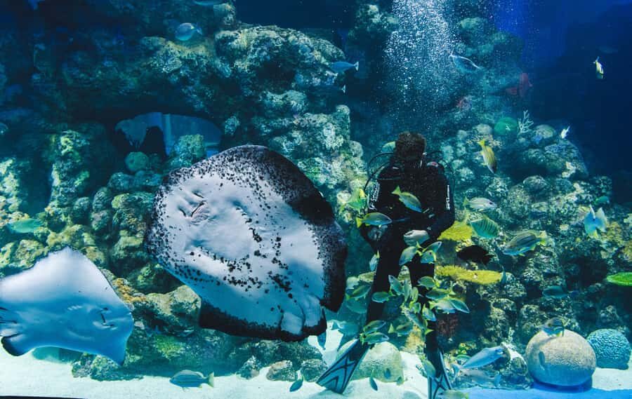 Cairns Aquarium General Admission Ticket - Value and Pricing