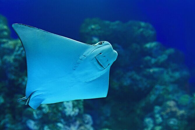 Cairns Aquarium Marine Life Encounter Ticket - Final Thoughts: Is This the Right Choice?