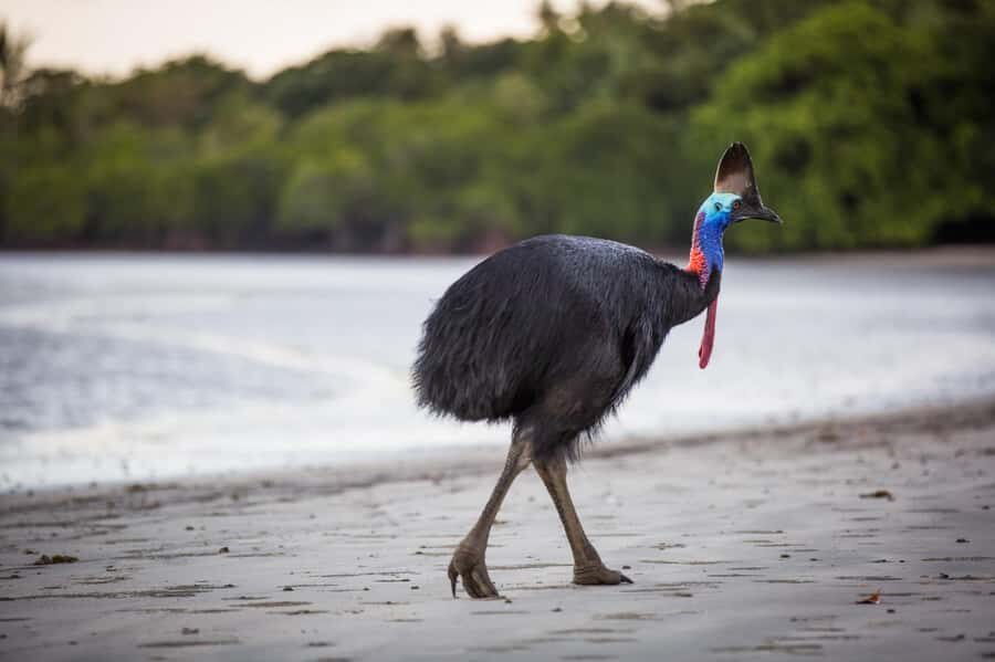 Cairns: Cape Tribulation & Daintree Rainforest Premium Tour - What makes this tour stand out?