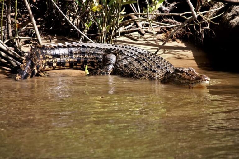 Cairns: Daintree Rainforest Wildlife Experience Cruise - Key Points