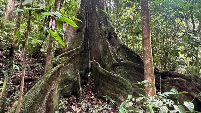 Cairns: Daintree River Cruise and Mossman Gorge - The Highlights: Why this tour stands out