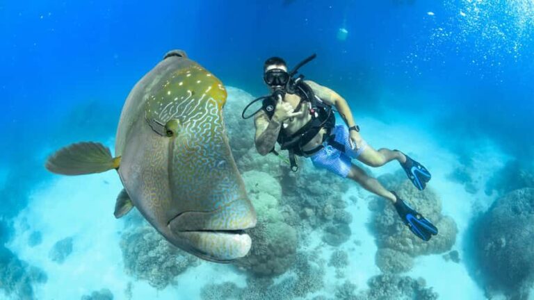 Cairns: Great Barrier Reef Cruise & Scenic Helicopter Flight - What Makes This Tour Stand Out?