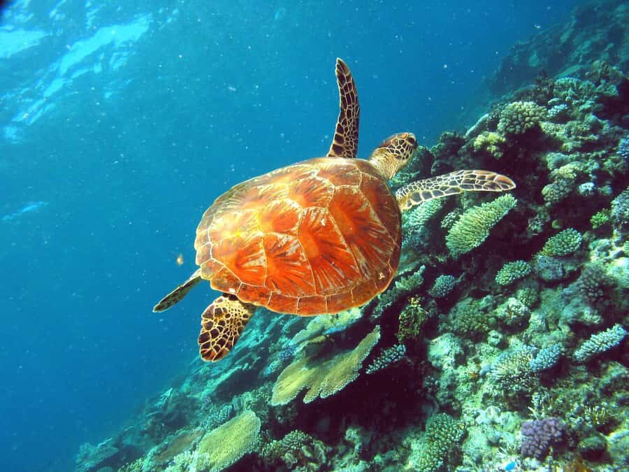 Cairns: Great Barrier Reef Small Group Snorkelling Tour - Itinerary Breakdown