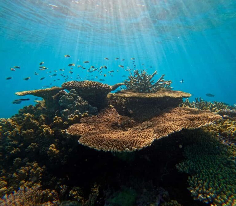 Cairns: Great Barrier Reef Snorkel and Scenic Flight - Final Thoughts
