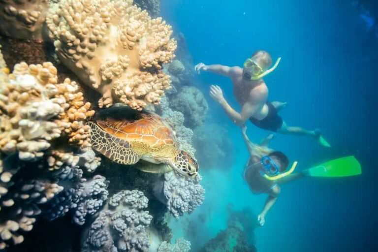 Cairns: Green Island Snorkelling or Glass Bottom Boat - What to Expect: Activities and Highlights