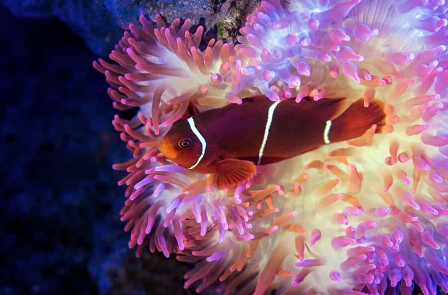 Cairns: Guided Twilight Tour of the Aquarium - Who Should Consider This Tour?