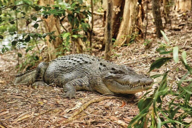 Cairns: Hartley's Crocodile Adventures Visit with Transfer - What Sets Hartleys Apart