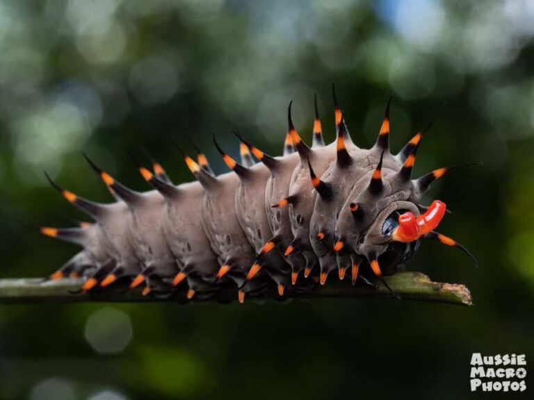 Cairns: Insect Photography Tour of Cairns Botanic Gardens - Why This Tour Offers Good Value