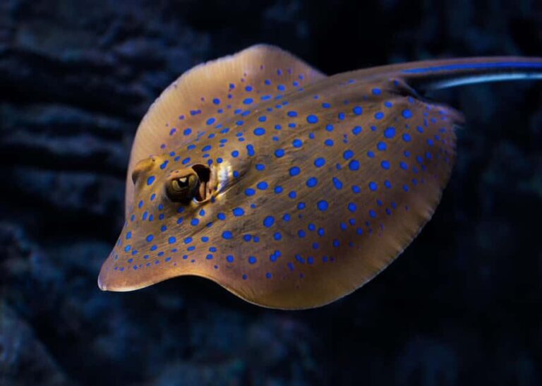 Cairns: Night at the Aquarium Guided Tour - Why This Tour Is a Great Choice