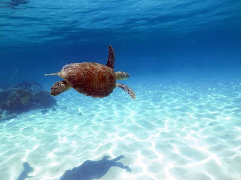 Cairns: Ocean Spirit Great Barrier Reef Full Day Tour - Sailing, Relaxing, and the Return Journey