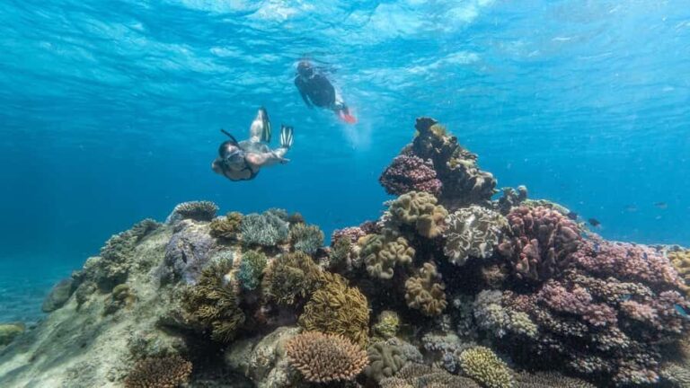 Cairns: Premium Snorkelling and Diving Reef Day Trip - The Itinerary Breakdown