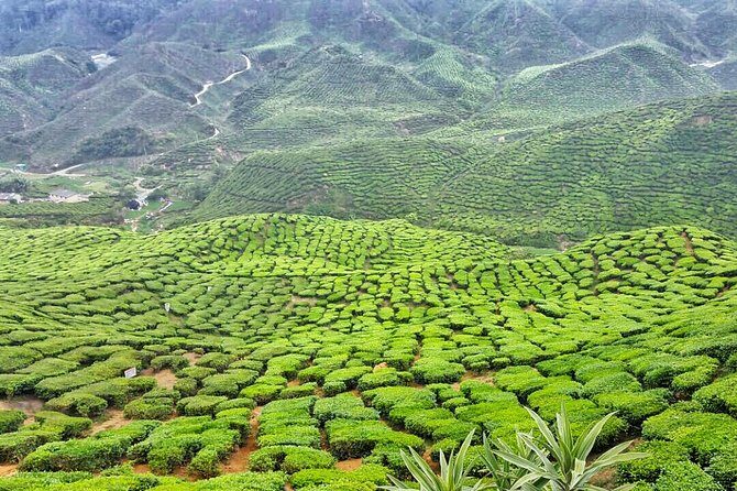 Cameron Highland Full Day Tour from KL City (Private) - Who Should Consider This Tour?