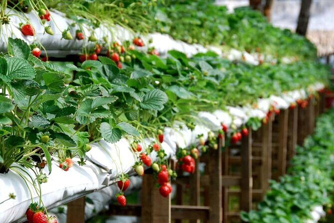 Cameron Highlands Day Tour From Kuala Lumpur 2025 - Authentic Experiences That Make This Tour Special