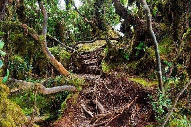 Cameron Highlands: Nature's Wonder Amazing Rafflesia Explorer - Frequently Asked Questions