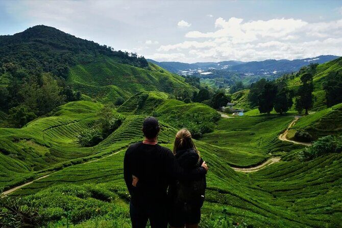 Cameron Highlands Tour from Kuala Lumpur - What Travelers Experience and Expect