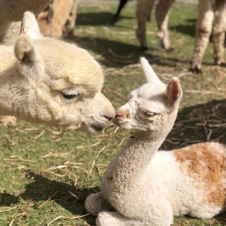 Canberra: Alpaca Adventure Farm Tour (morning tea included) - The Scenery and Environment