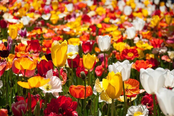 Canberra Floriade Tour - What Does This Tour Mean for You?