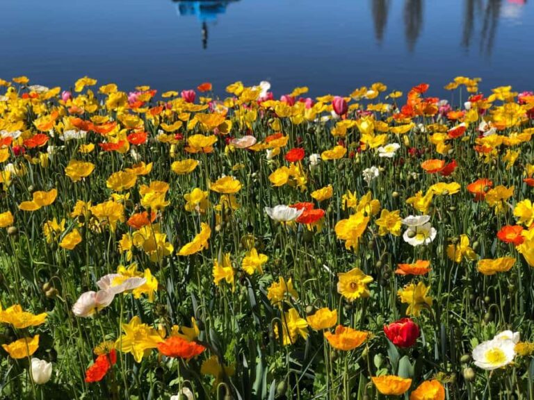 Canberra: Guided Tour of Floriade Festival with Transfers - Practical Details: What You Need to Know