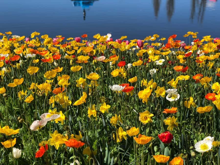 Canberra: Guided Tour of Floriade Festival with Transfers - Practical Details: What You Need to Know