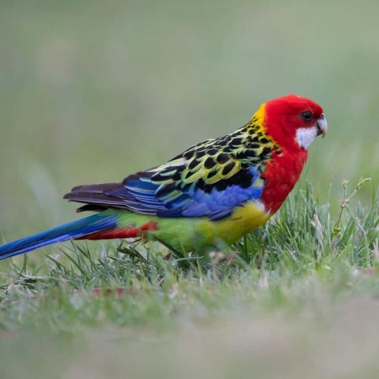 Canberra: Nature Tour with Lunch - The Value and Practicalities