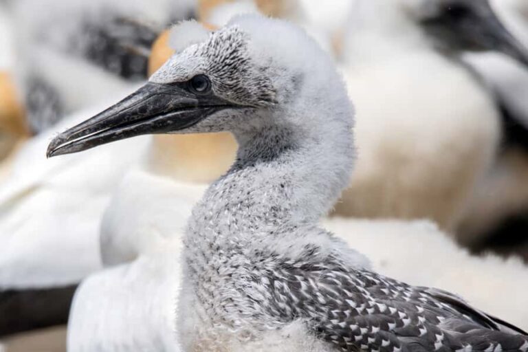Cape Kidnappers Gannet Colony Private Tour - Final Thoughts