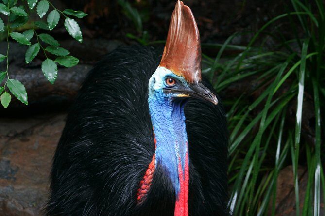 Cape Tribulation & Daintree Wilderness (TCT) - What Past Travelers Say: Authentic Perspectives
