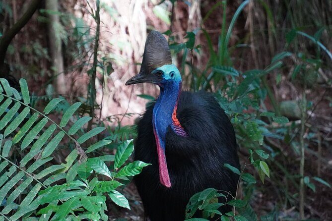 Cape Tribulation Day Tour from Cairns - Practical Details and Tips