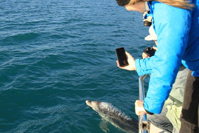 Captain Cook and Dolphin Cruise - The Sum Up