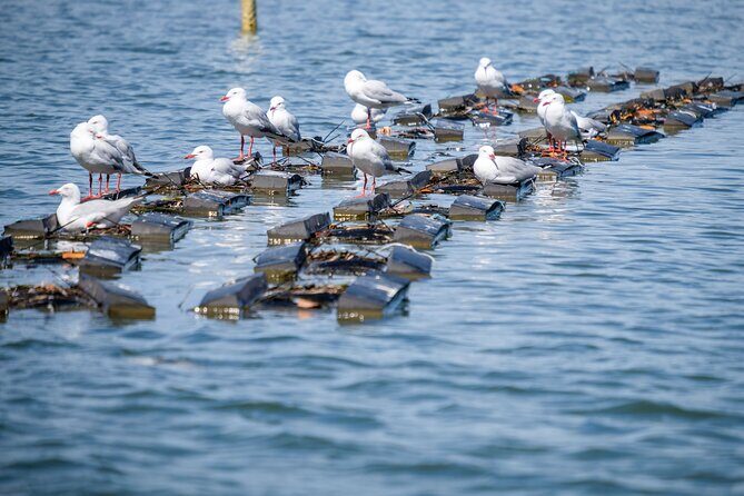 Catch a Crab Tour with Optional Seafood Lunch - Frequently Asked Questions (FAQs)