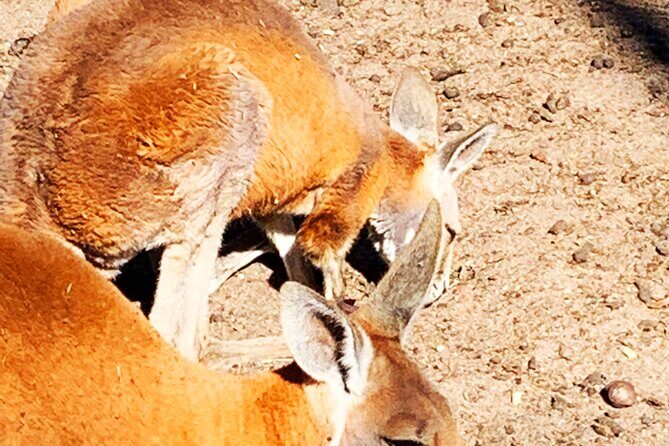 Caversham Wildlife and Swan Valley Private Tour - Authentic Insights from Past Travelers