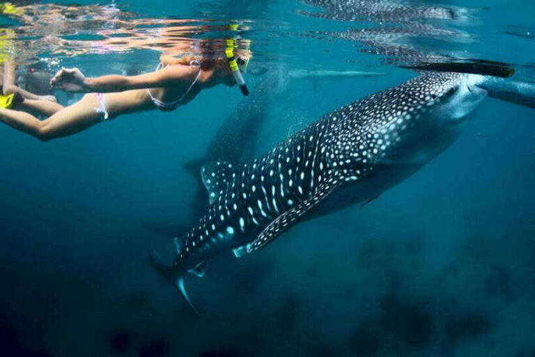 Cebu 2 Days Highlights Tour - Who Will Love This Tour?