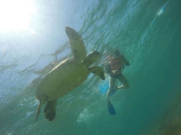 Cebu: Kawasan Canyoneering & Sardines Run and Turtle Chase - What’s Included and What to Know